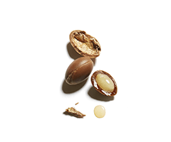 Argan Oil Argan Oil