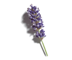 Óleo Essencial de Lavanda Óleo Essencial de Lavanda