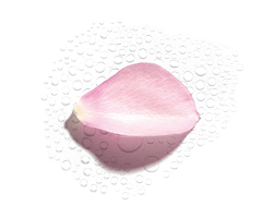 Água de Rosa Orgânica Água de Rosa Orgânica
