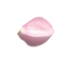 Óleo Essencial de Rosa Óleo Essencial de Rosa