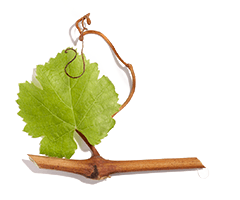 Viniferine Viniferine
