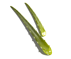 Aloe vera extract