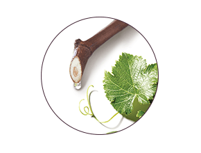 ingredient Viniferine