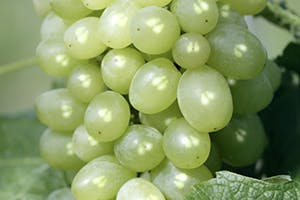 Polifenóis da semente de uva