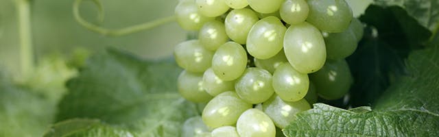 Polifenóis da semente de uva